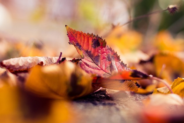 Six top tips: Putting leaves to good use