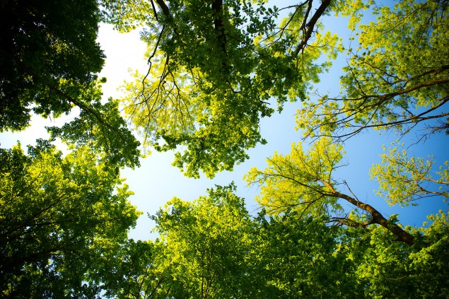 Six top tips: choosing and maintaining larger trees for your property