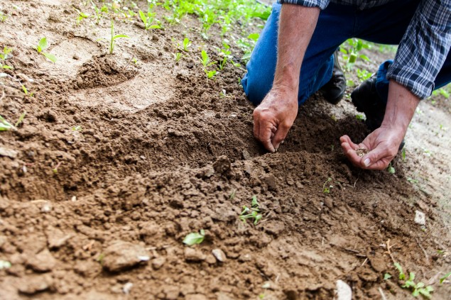 Six top tips: Vege garden prep