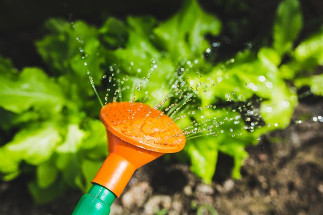Six top tips: Summer gardening
