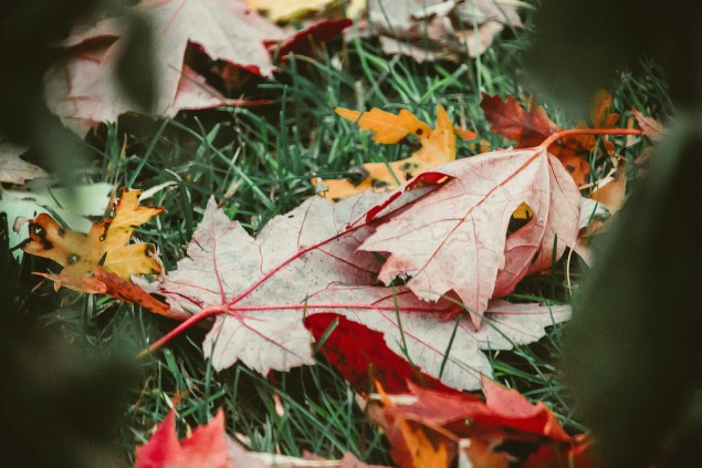 Six top tips for your autumn gardening
